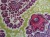 Milward Knitting Needle Case -Purple Floral