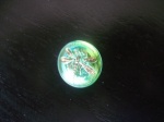 Dragonfly Buttons - Green / Gold - Small Size