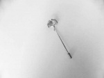 Gingko ''Silver'' Shawl Stick Pin